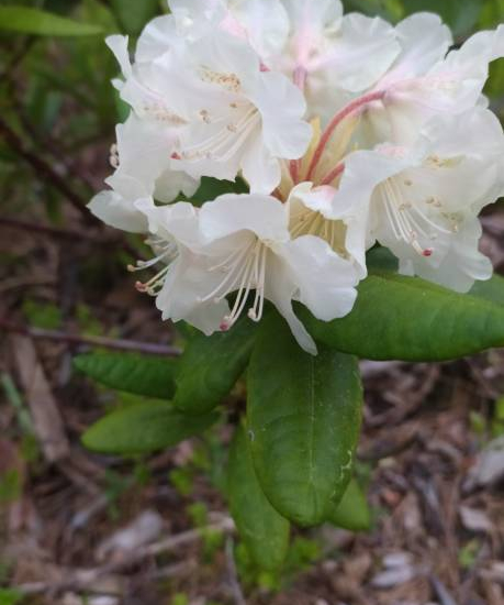 Azalée japonaise 'Ivory blanc'