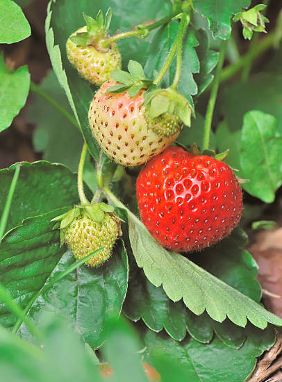 Fraisier 'Ewigi liebi'