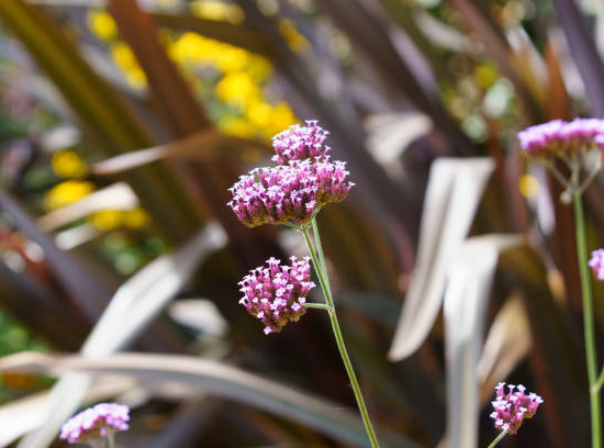 Verveine 'Lollipop'