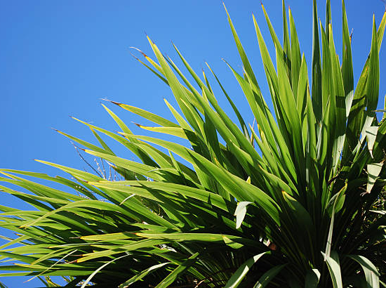 Cordyline australienne ou Dragonnier à 3 troncs
