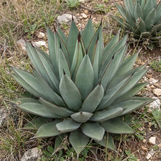 Agave à peau de requin