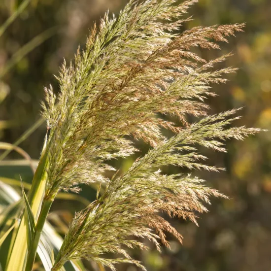 Canne de provence jaune 'Aureovariegata' (Arundo donax) — panicules plumeuses de graminée au soleil · Photo d'illustration