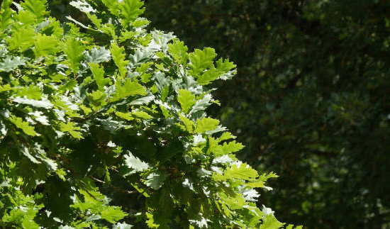 Chêne pédonculé 'Pedunculata'