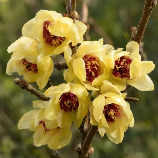Arbre aux anémones (Calycanthus praecox) — grappe de fleurs jaunes et rouges sur branche