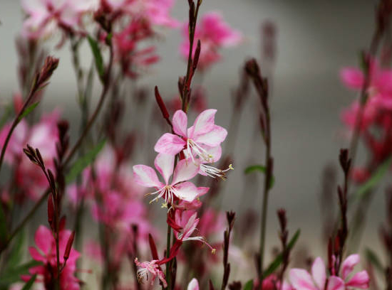 Gaura 'Siskiyou'