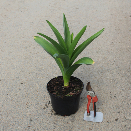 Ail d'ornement 'Gladiator'