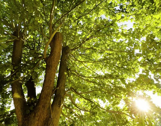 Tilleul à grandes feuilles