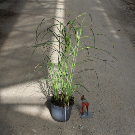 Miscanthus 'Little zebra'