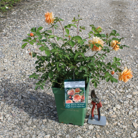 Rosier 'Port sunlight '