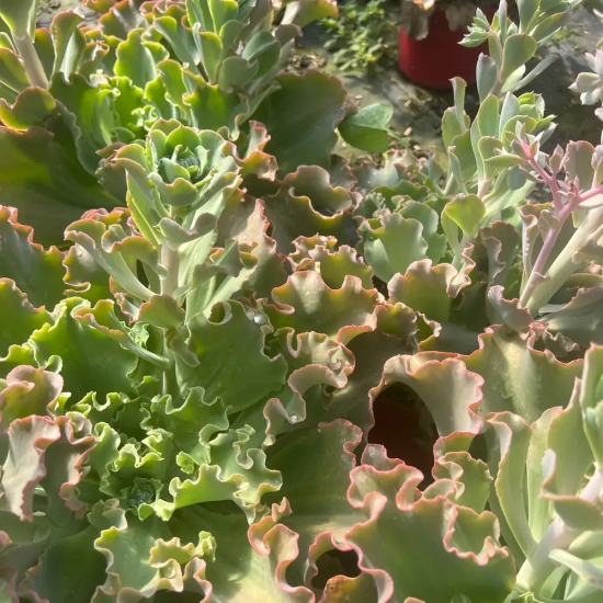 Echeveria 'Giant blue'