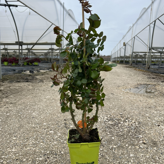 Rosier 'Pierre de ronsard '