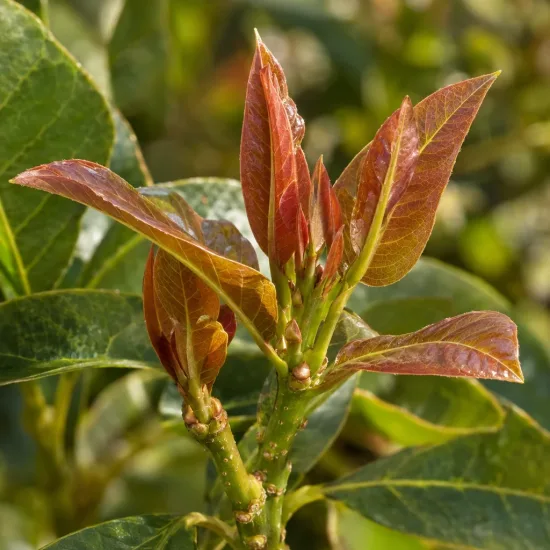 Avocatier race mexicaine 'Zutano' (Persea americana) — jeunes pousses aux feuilles rougeâtres brillantes · Photo d'illustration