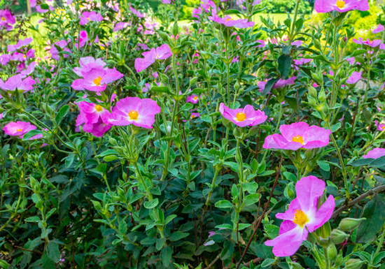 Ciste pulvérulent 'Sunset'