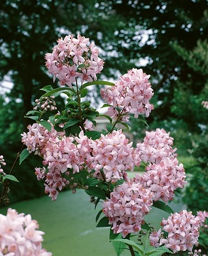 Deutzie hybride 'Perle rose'