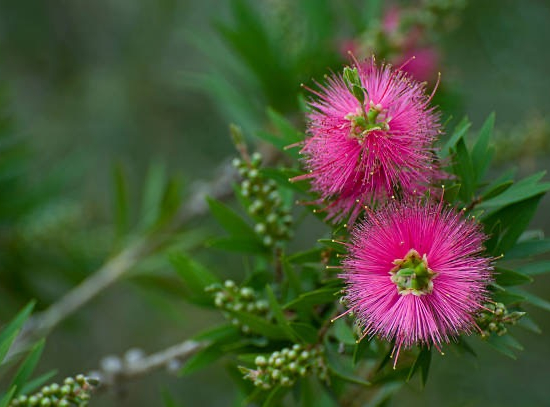 Rince-bouteille Rose