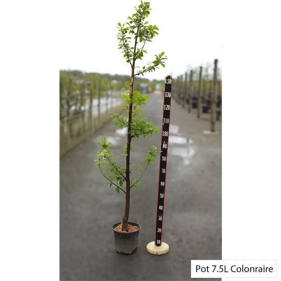 Prunier  'Miraclaude'