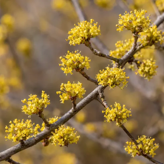Cornouiller mâle à gros fruits 'Kazanlak' (Cornus mas) — rameaux couverts de petites fleurs jaunes en bouquets · Photo d'illustration