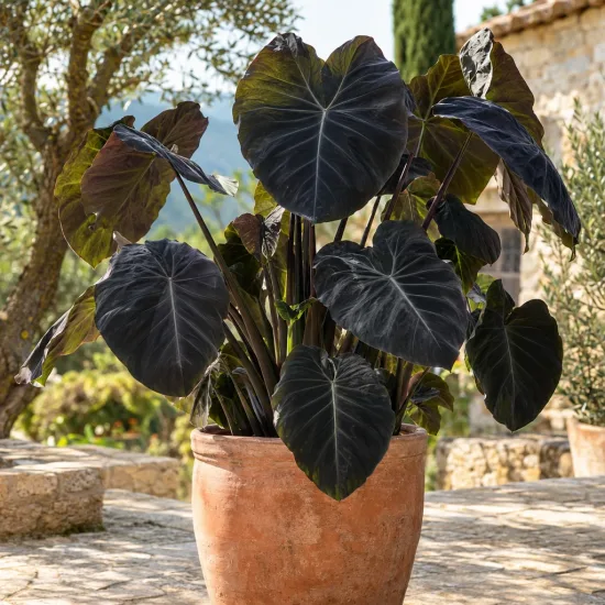 Oreille d'éléphant 'Black saphir gecko' (Colocasia) — Photo d'illustration, photo 2