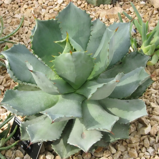 Agave  'Vereschaffeltii'
