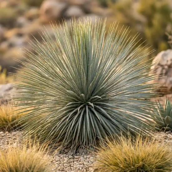 Yucca  linearis