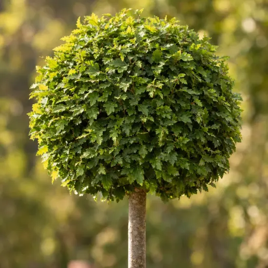 Charme commun 'Minor globe' (Carpinus betulus) — arbre taillé en boule sur tige