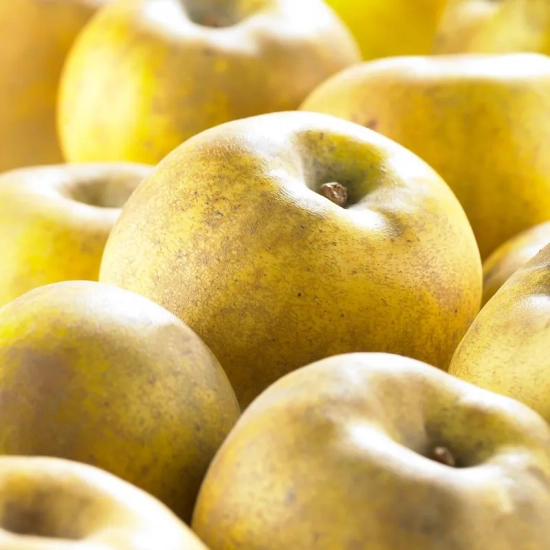 Pommier  'Reinette clochard'