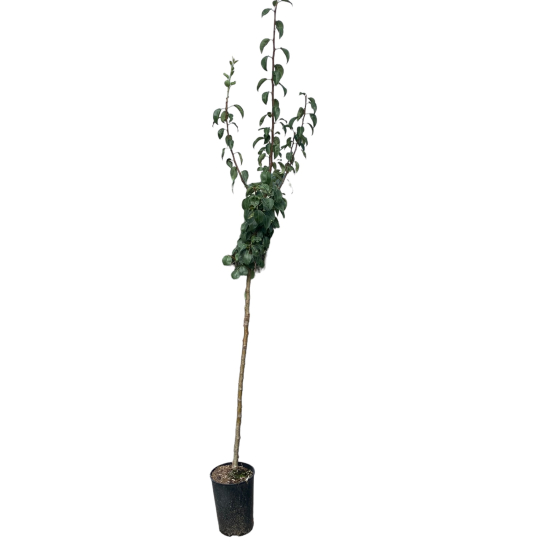 Prunier monstruosa de inglate
