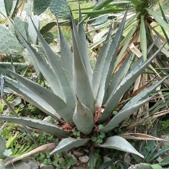 Agave de parry