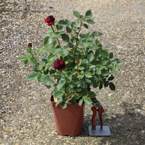 Rosier 'Black baccara '