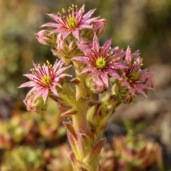 Joubarbe strawberry kiwi 'Chick charms strawberry kiwi' (Sempervivum) — fleurs étoilées roses de joubarbe en gros plan · Photo d'illustration