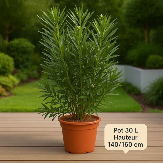 Laurier rose 'Tito Poggi'