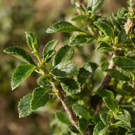Sauge arbustive blanche 'White' (Salvia greggi) — gros plan sur feuillage vert texturé · Photo d'illustration