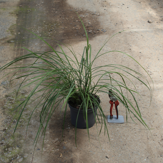 Miscanthus 'Dronning ingrid'