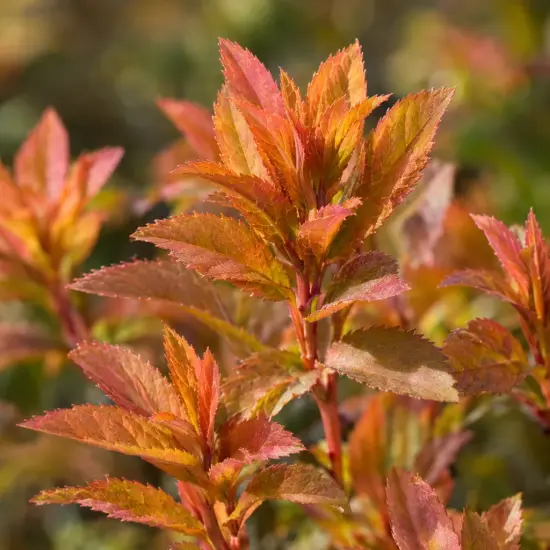 Spirée du japon 'Little flame' (Spiraea japonica) — jeunes pousses aux feuilles dentelées orangées