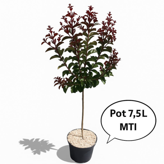 Lilas des indes 'St emilion'