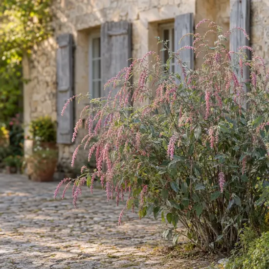Menthe en arbre (Rostrinucula dependens) — arbuste aux longs épis floraux roses devant maison