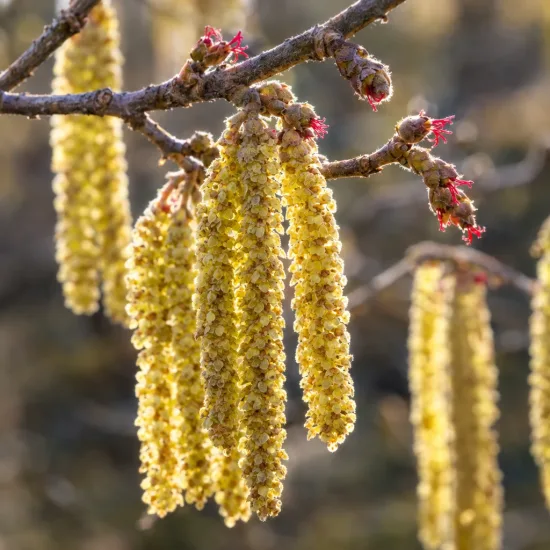 Noisetier 'coxford' 'Cosford' (Corylus avellana) — longs chatons jaunes pendants avec petites fleurs rouges · Photo d'illustration