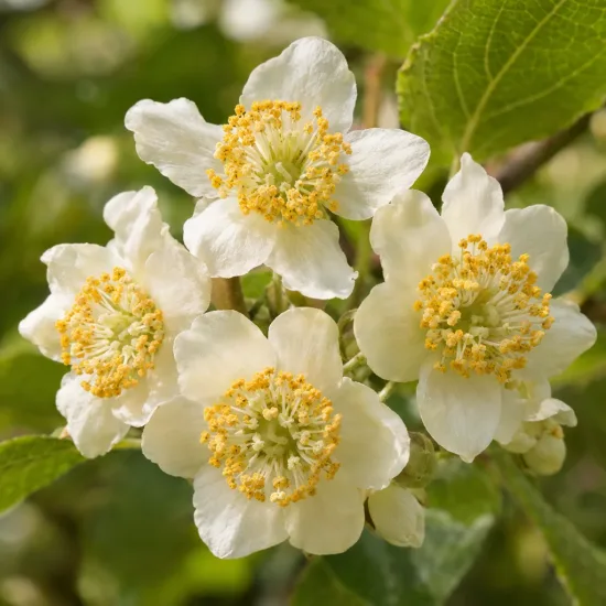 Kiwi 'Male' (Actinidia) — gros plan de petites fleurs blanches ouvertes