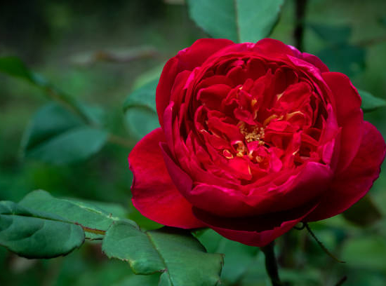 Pivoine 'Louis van houtte rouge'