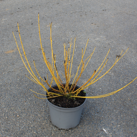 Cornouiller soyeux 'Flaviramea'