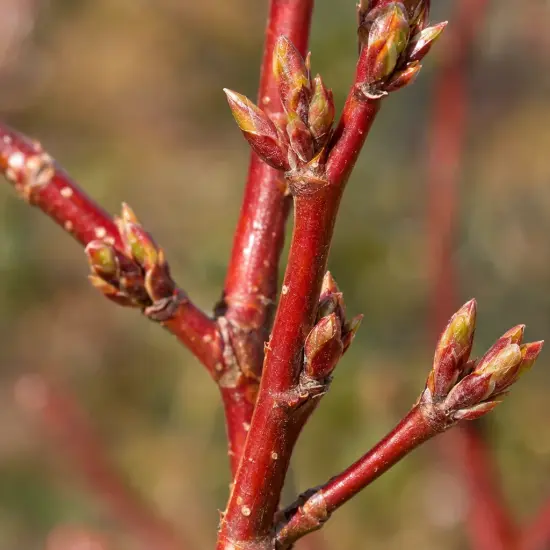 Érable rouge 'Red sunset' (Acer rubrum) — rameaux rouges avec nombreux bourgeons en gros plan