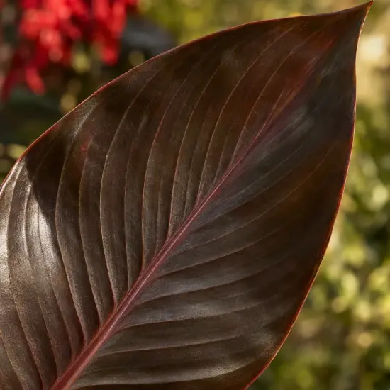 Balisier pourpre 'Triomphe' (Canna × generalis) — gros plan sur une grande feuille sombre