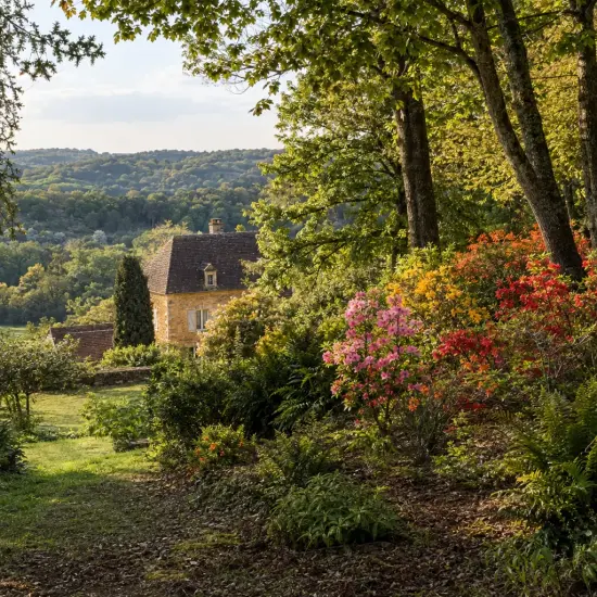 Azalée de chine (Azalea mollis) — massif arbustif fleuri devant maison de campagne