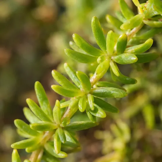 Orpin sarmenteux (Sedum sarmentosum) — gros plan sur tiges succulentes vertes · Photo d'illustration