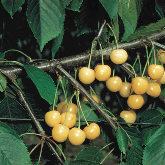 Cerisier 'Starkgold'