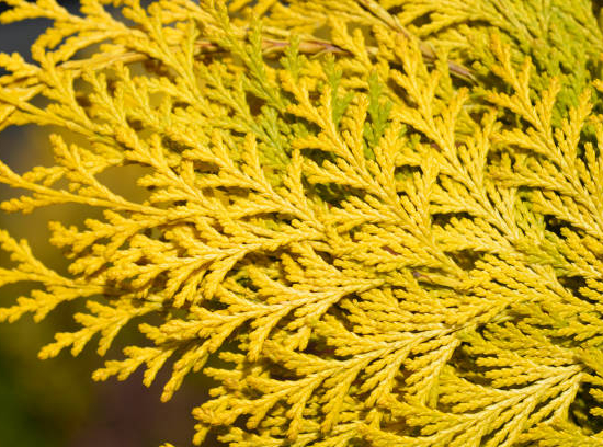 Cyprès de lawson 'Ivonne'