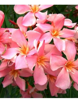 Laurier rose 'Tito Poggi'