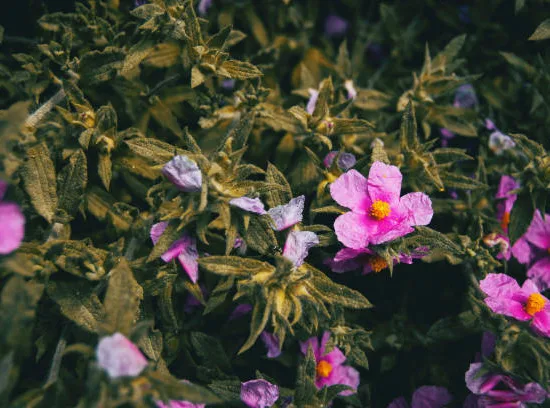 Ciste pourpre (Cistus purpureus) — fleurs roses à cœur jaune parmi un dense feuillage