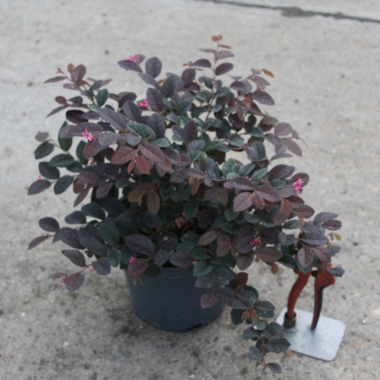 Loropétale de Chine  'Fire Dance'