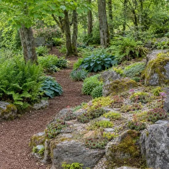 Joubarbe à rosette rouge 'Ruby hearts' (Sempervivum) — massif de rocaille dans sous-bois verdoyant · Photo d'illustration